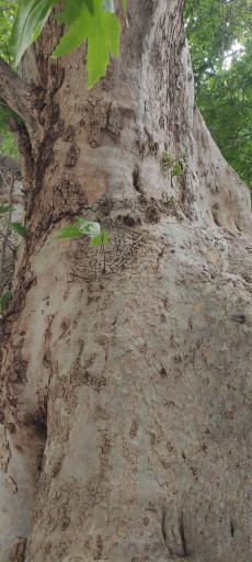 عکس چنار ۱۴۰۰ ساله