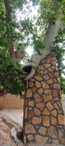 عکس چنار ۱۴۰۰ ساله