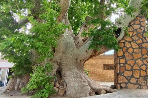 عکس چنار ۱۴۰۰ ساله