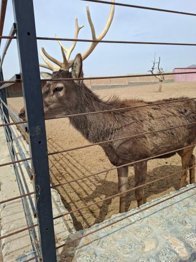 عکس باغ وحش بزرگ نیر زیبای من