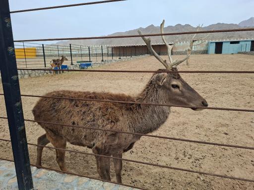عکس باغ وحش بزرگ نیر زیبای من