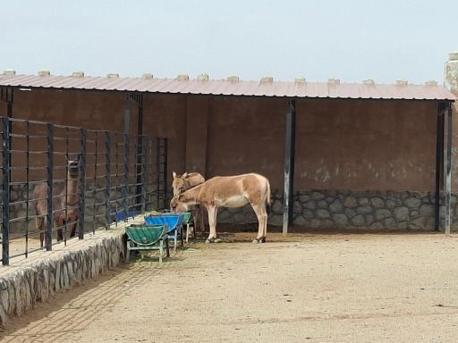 عکس باغ وحش بزرگ نیر زیبای من