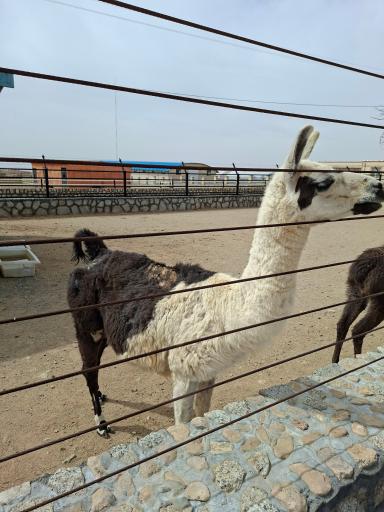 عکس باغ وحش بزرگ نیر زیبای من