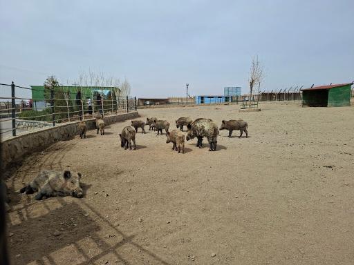 عکس باغ وحش بزرگ نیر زیبای من