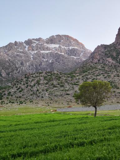 عکس نجوبران