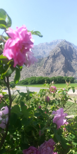 عکس نجوبران