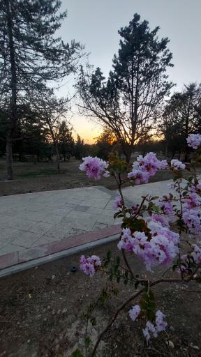 عکس بوستان جنگلی ساحل