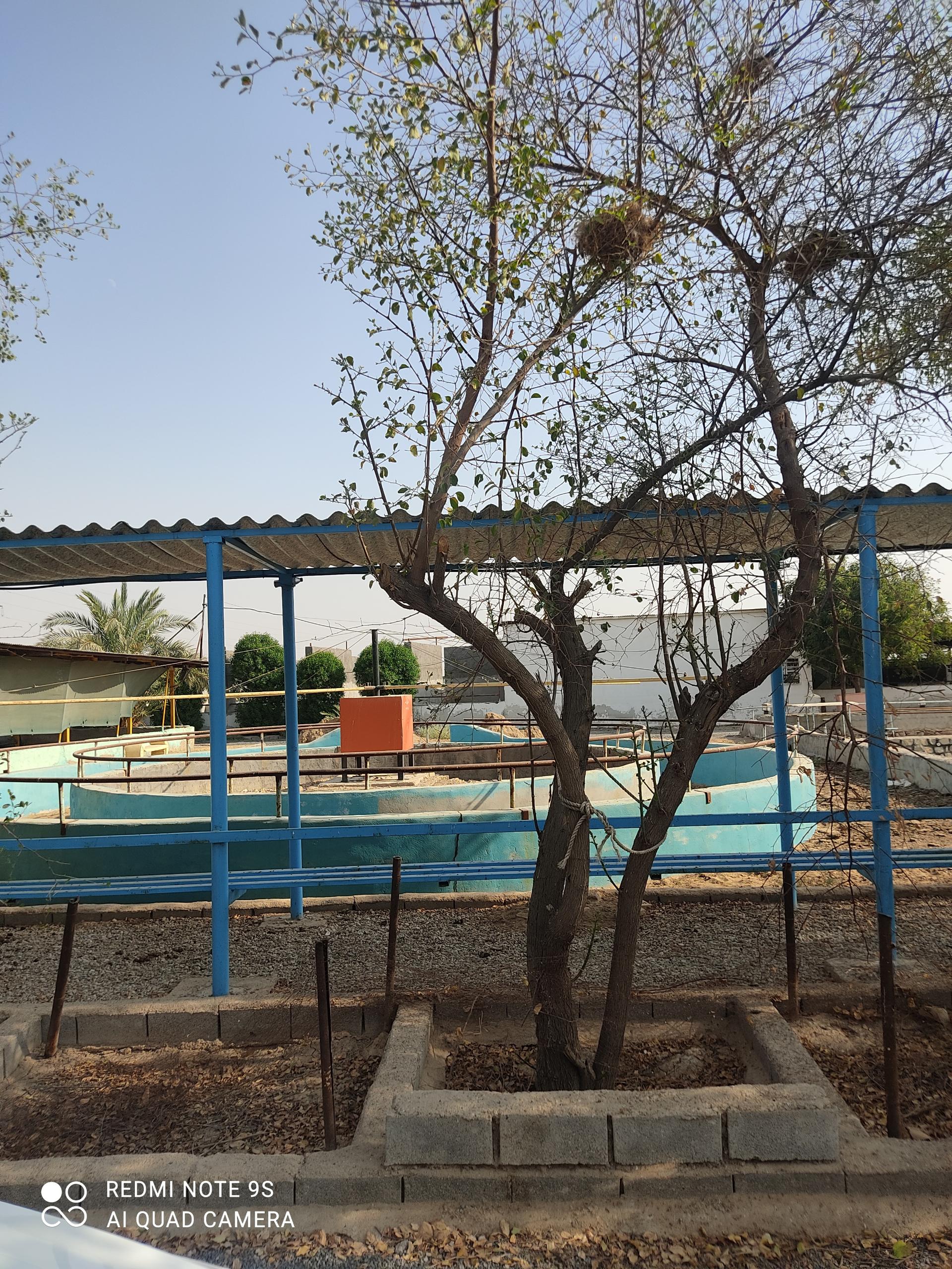 عکس باشگاه سوارکاری محسنی 