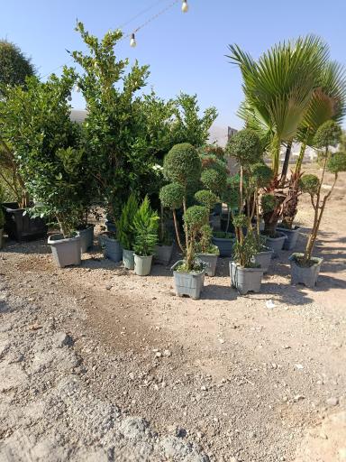 عکس نهالستان پارس