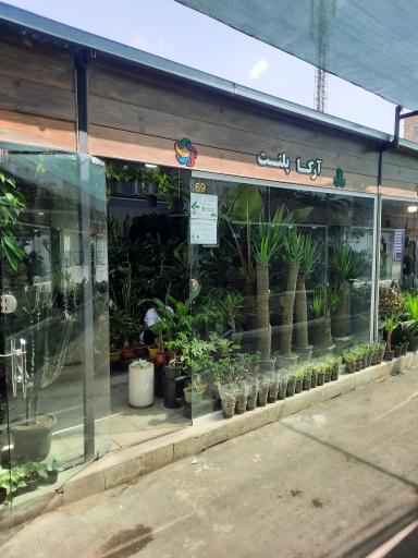 عکس گل و گیاه آرکا