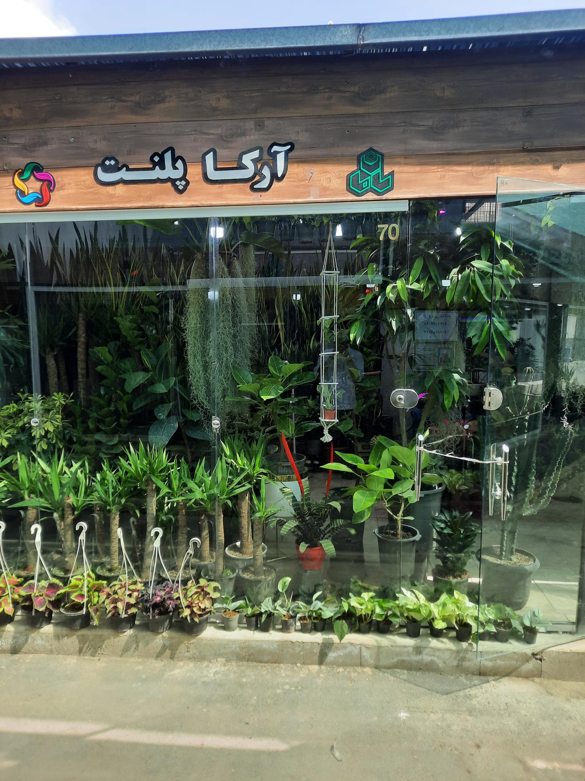 عکس گل و گیاه آرکا