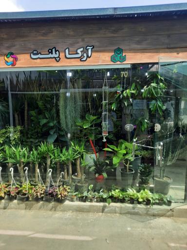 عکس گل و گیاه آرکا