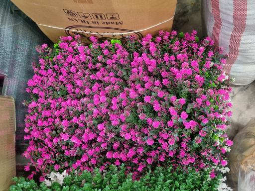 عکس گل ستاره