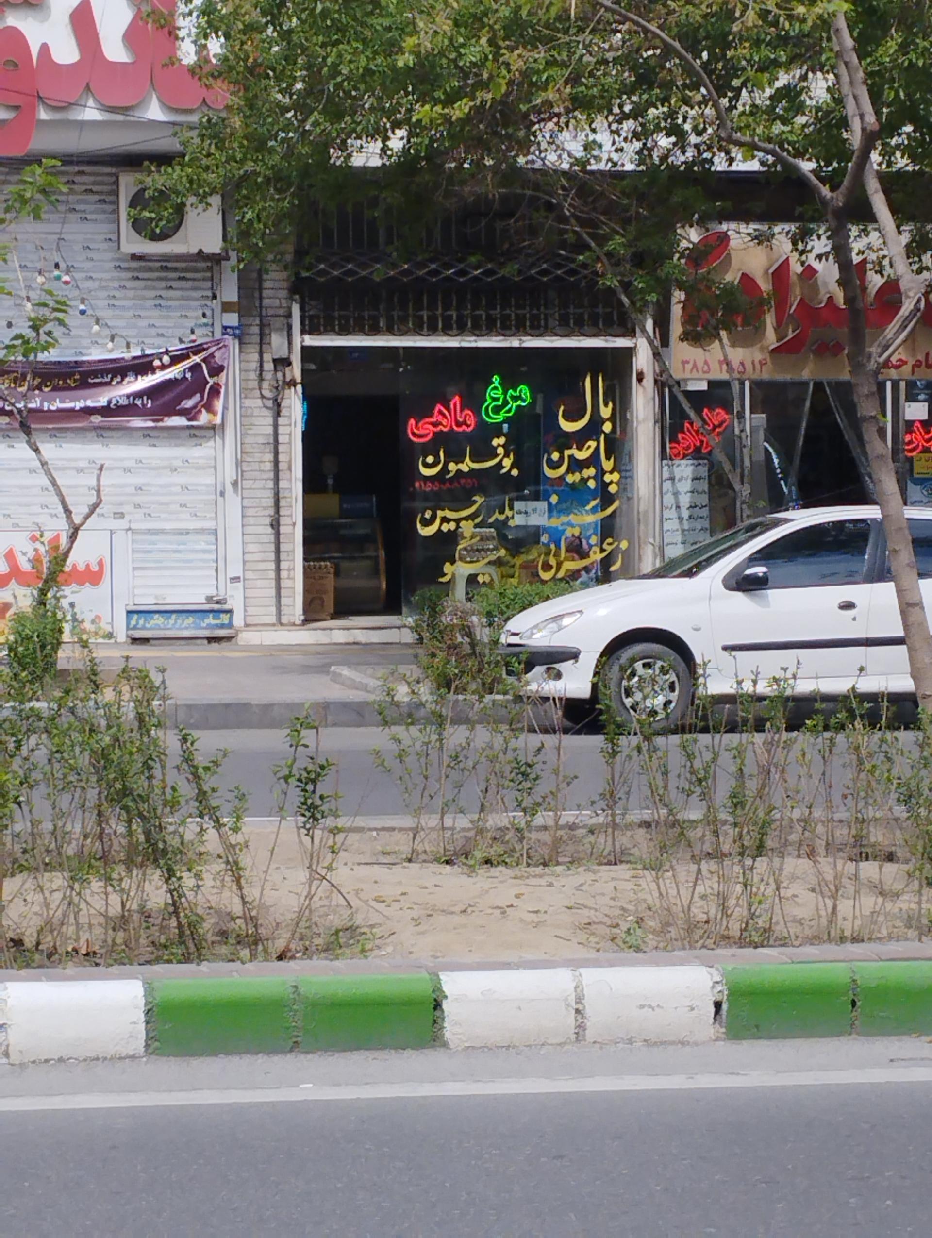 عکس مرغ ماهی