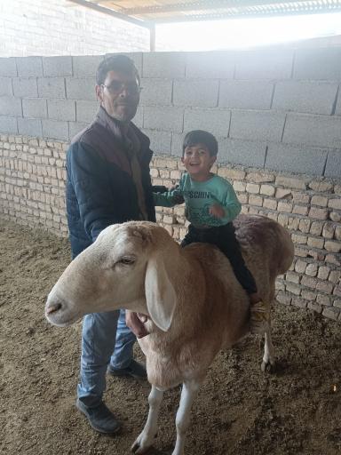 عکس دامداری کامگار و پسران