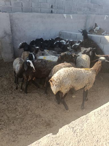 عکس دامداری کامگار و پسران
