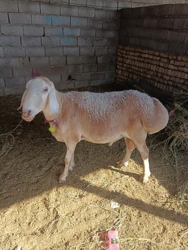 عکس دامداری کامگار و پسران