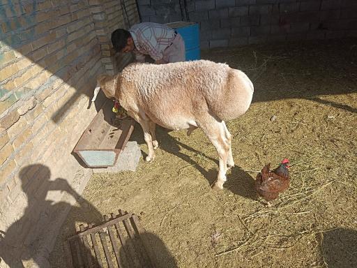 عکس دامداری کامگار و پسران