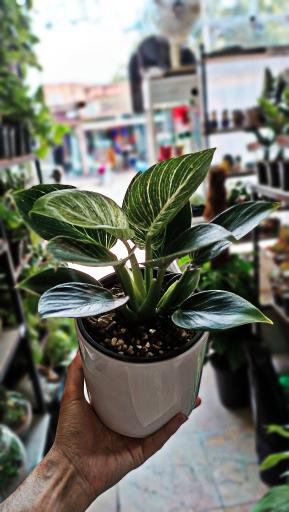 عکس گالری گل پردیس