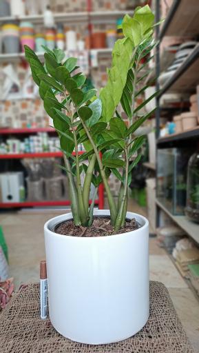 عکس گالری گل پردیس