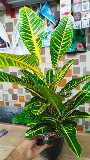 عکس گالری گل پردیس