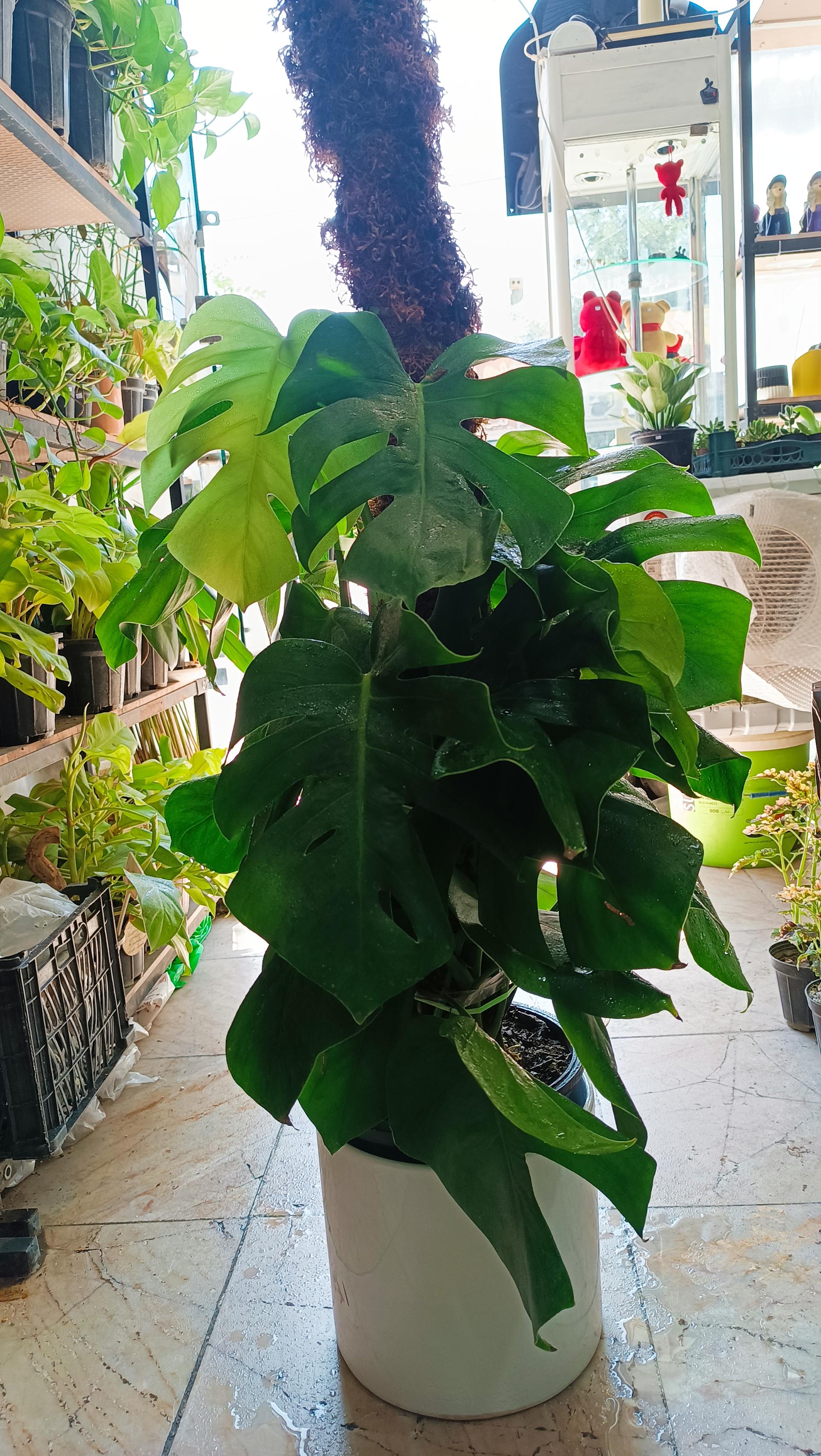 عکس گالری گل پردیس