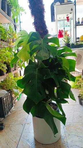 عکس گالری گل پردیس