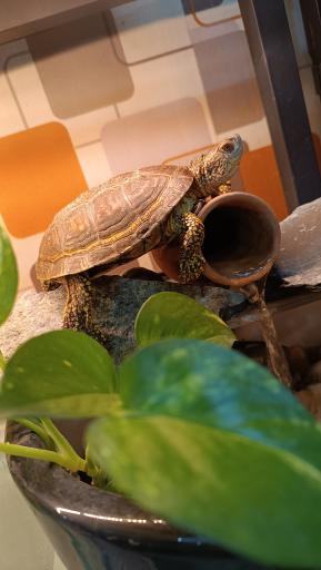 عکس گالری گل پردیس