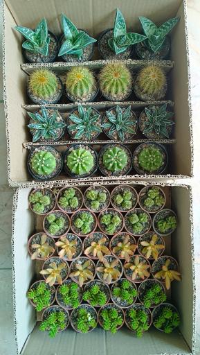 عکس گالری گل پردیس