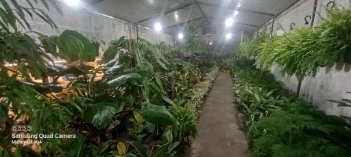 عکس گلخانه طراوت