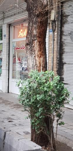 عکس داروخانه مسعود