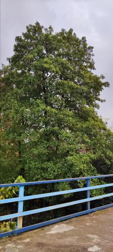 عکس مسجد جامع رویان