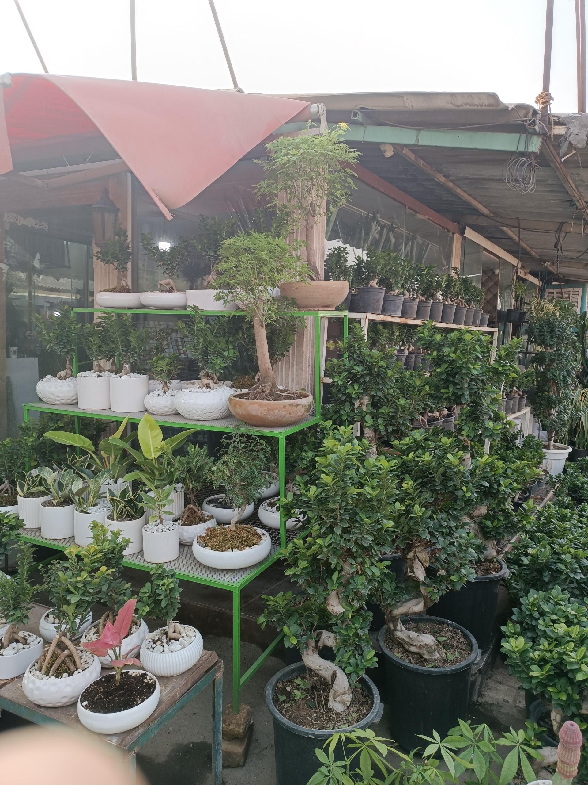 عکس گلفروشی امینی