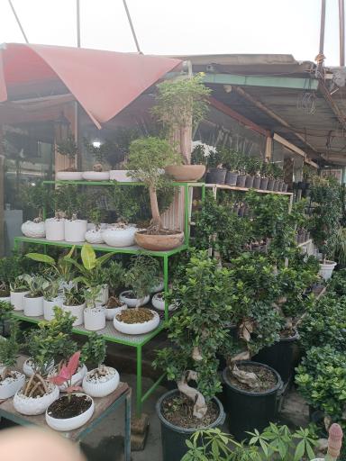 عکس گلفروشی امینی